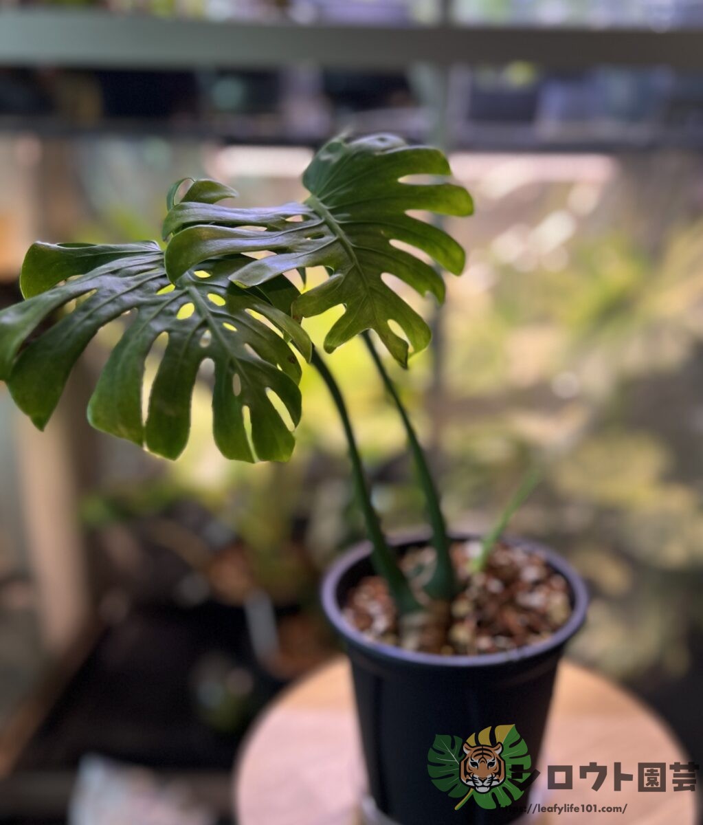 モンステラ・デリシオーサ 'スケルトン ゴーストフェイス'