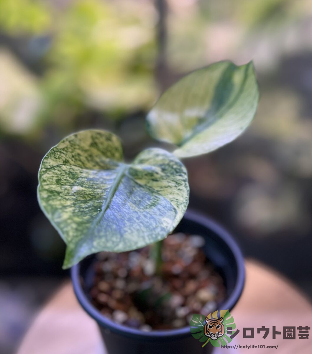 モンステラ・デリシオーサ 'サイアム ミント'