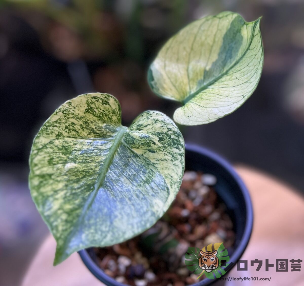 モンステラ・デリシオーサ 'サイアム ミント'