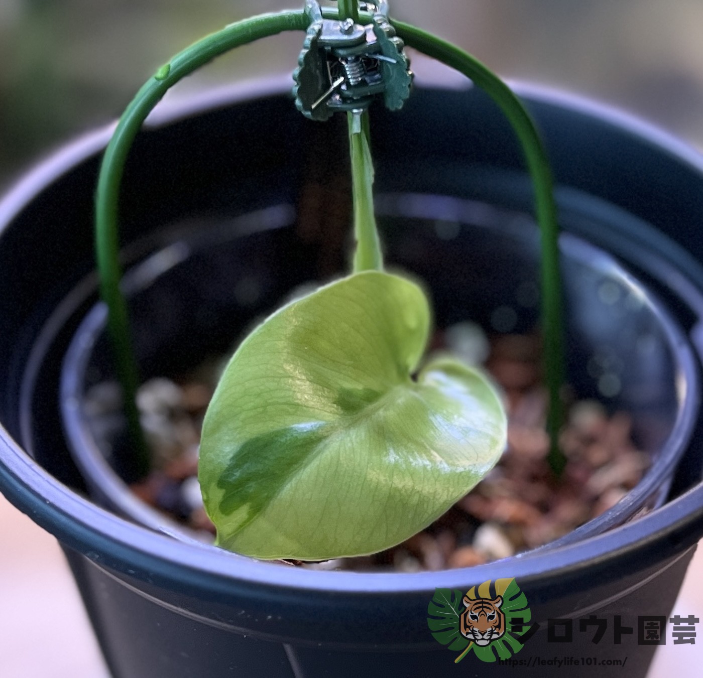 モンステラ・デリシオーサ 'ライム ラバ (グリーンモンスター)' 成長