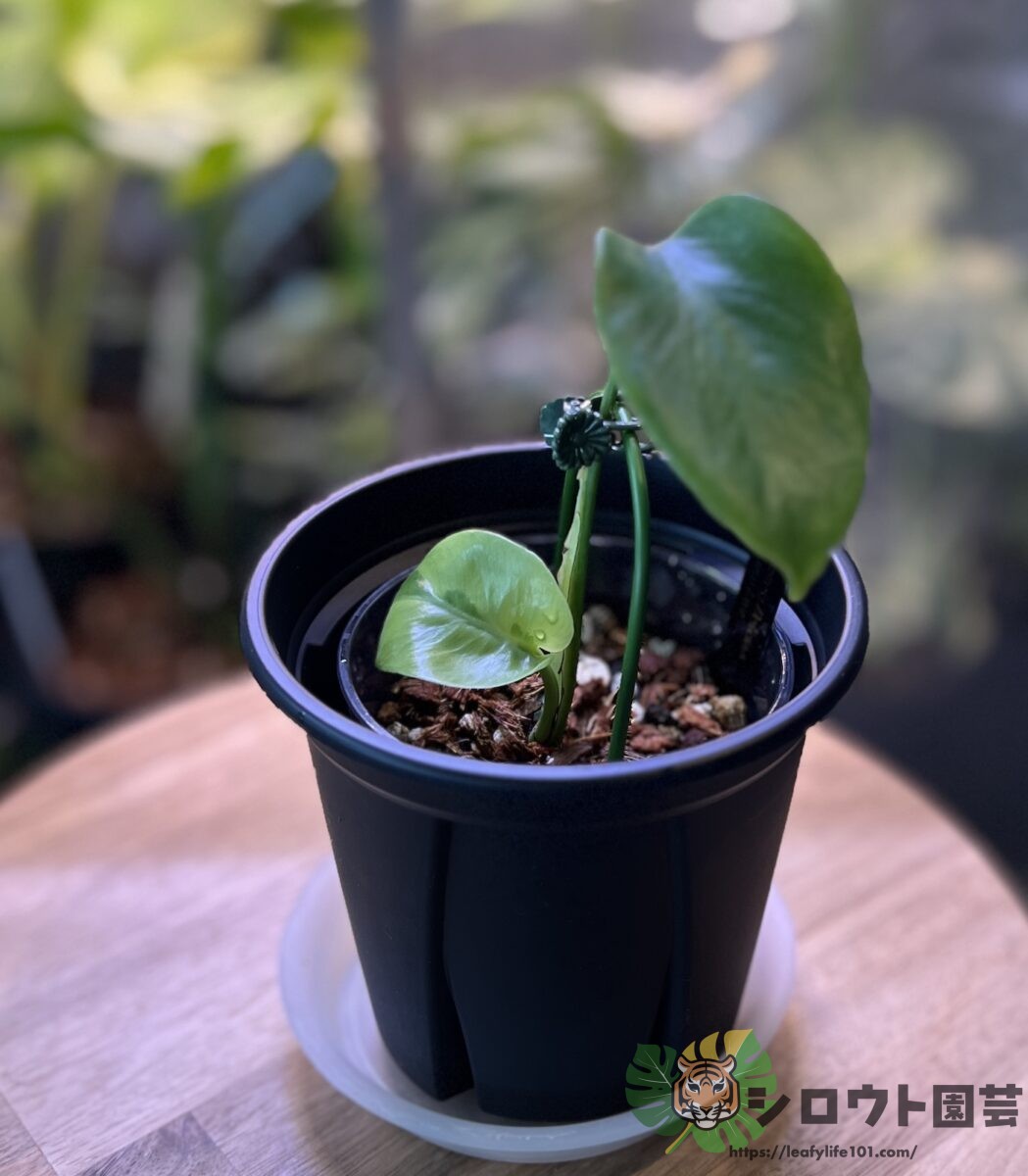 モンステラ・デリシオーサ 'ライム ラバ (グリーンモンスター)'