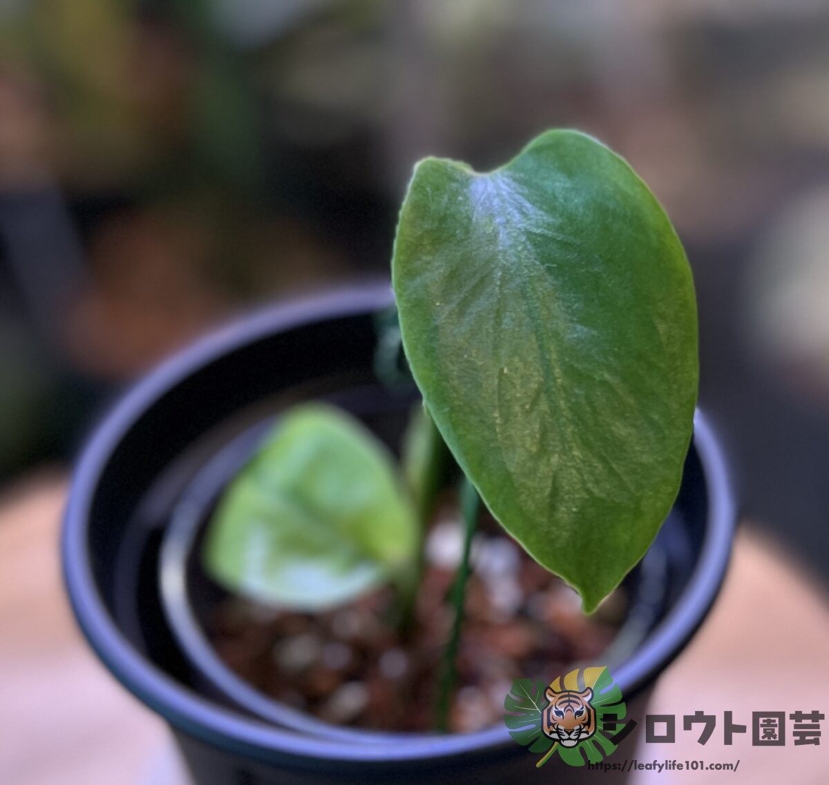 モンステラ・デリシオーサ 'ライム ラバ (グリーンモンスター)'