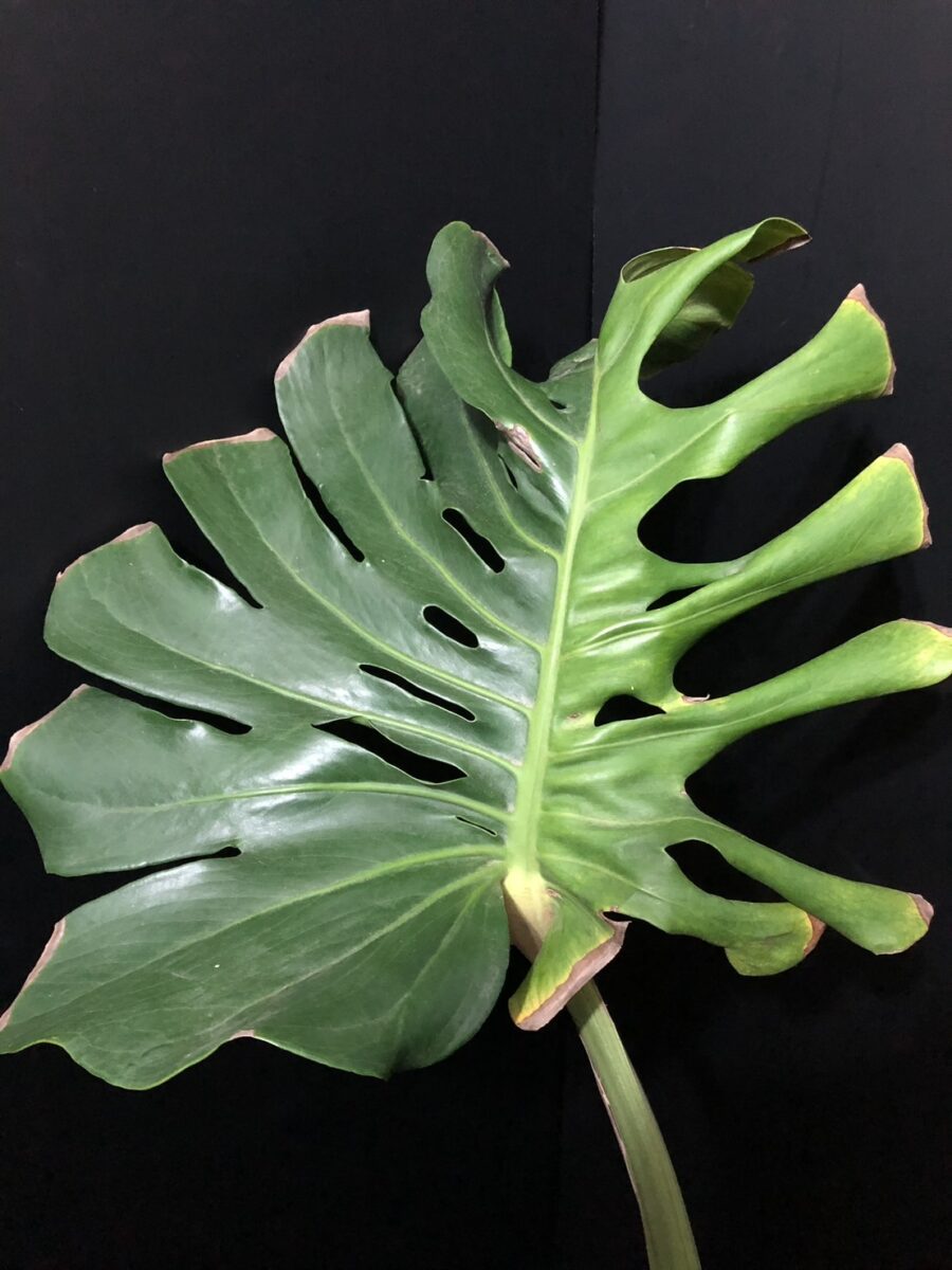 モンステラ・デリシオーサ 'グリーンモンスター'