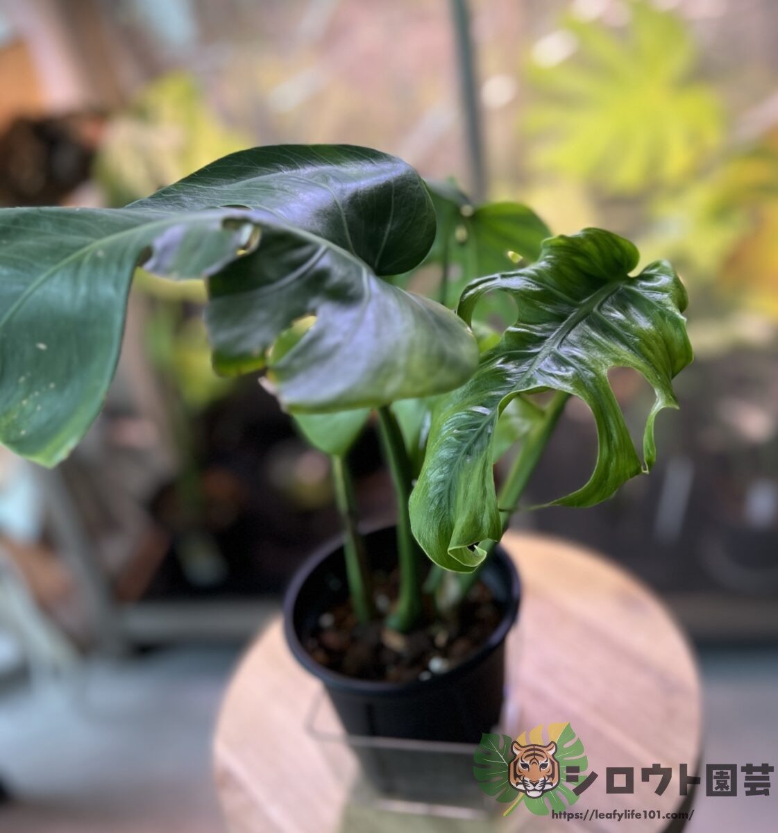 モンステラ・デリシオーサ 'NoID 伊藤氏ナーセリー産 変形斑入り'