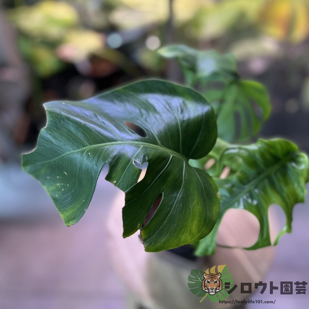 モンステラ・デリシオーサ 'NoID 伊藤氏ナーセリー産 変形斑入り'