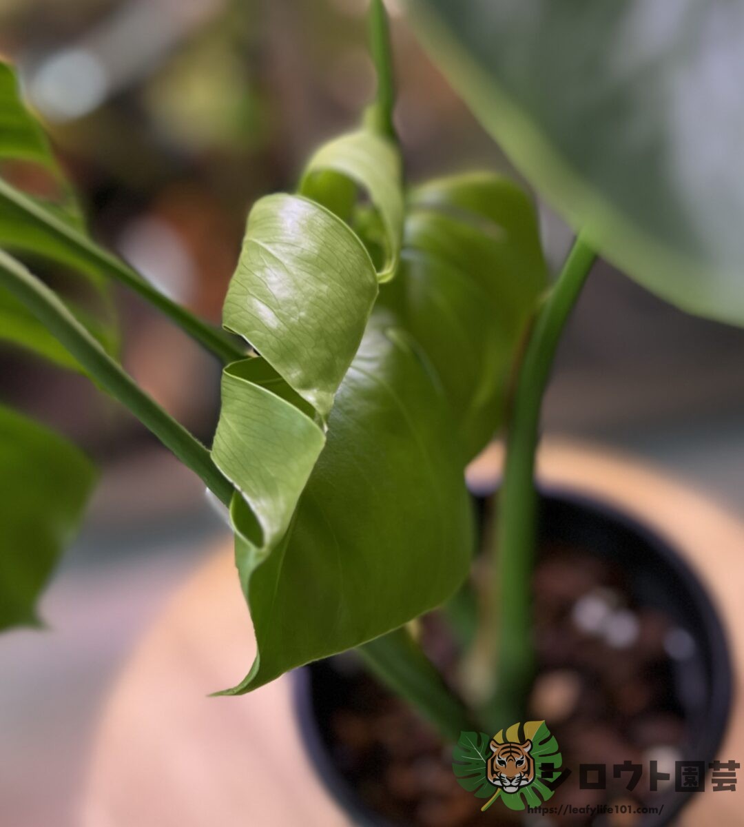 モンステラ・デリシオーサ 'NoID 伊藤氏ナーセリー産 変形斑入り'