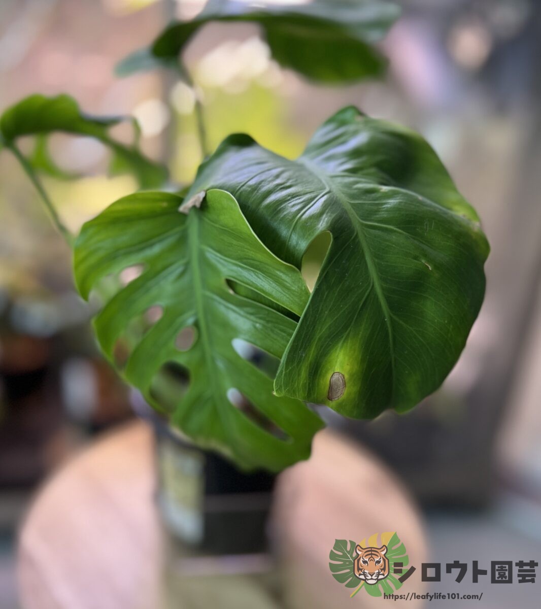 モンステラ・デリシオーサ 'NoID 伊藤氏ナーセリー産 変形斑入り'