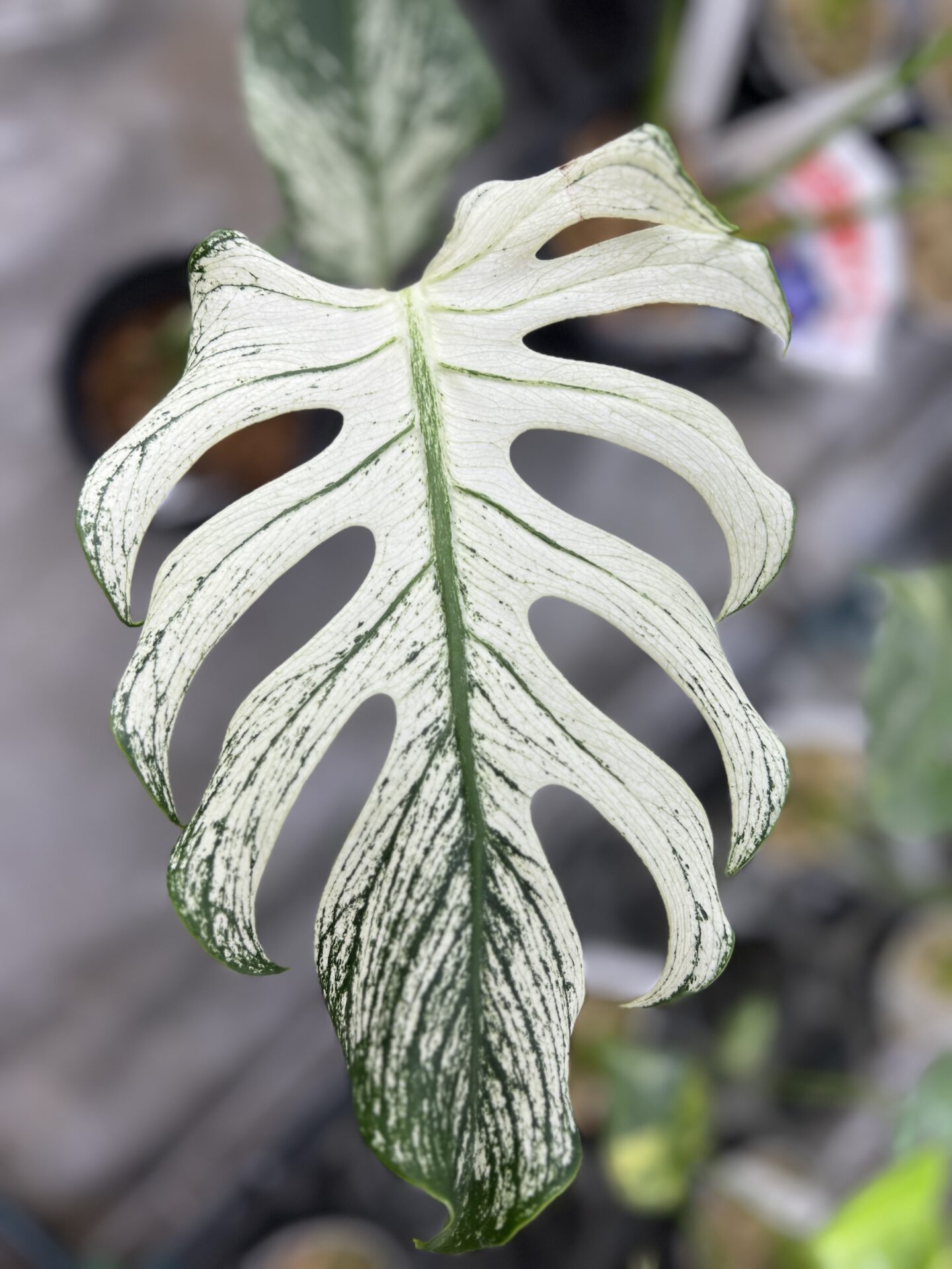 究極のモンステラ・デリシオーサ選び。葉・茎・斑で見分ける、バリエーションの深すぎる世界