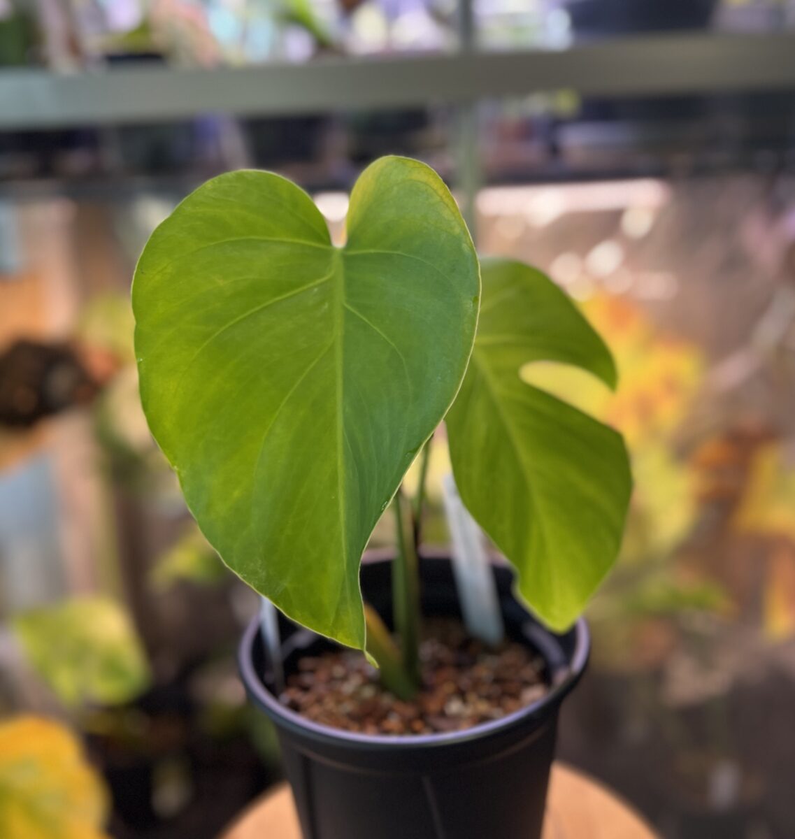 モンステラ・タカナエンシス 'パナマフォーム'