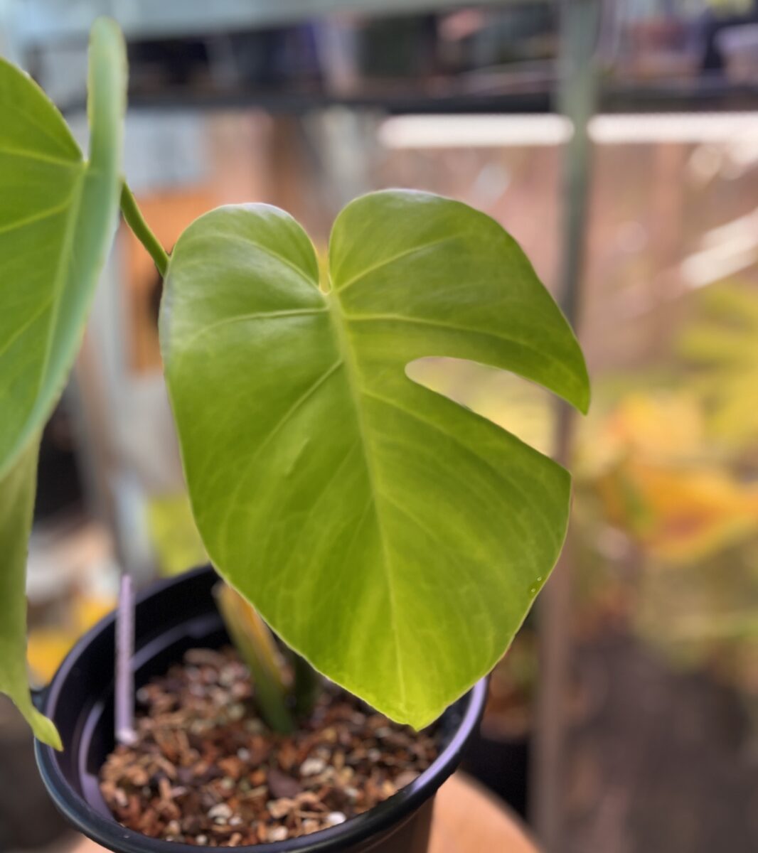 モンステラ・タカナエンシス 'パナマフォーム'