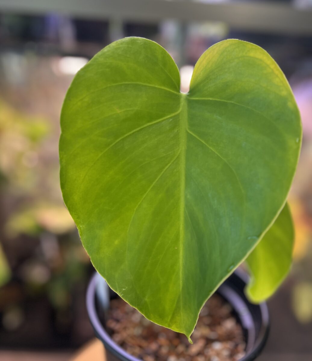 モンステラ・タカナエンシス 'パナマフォーム'