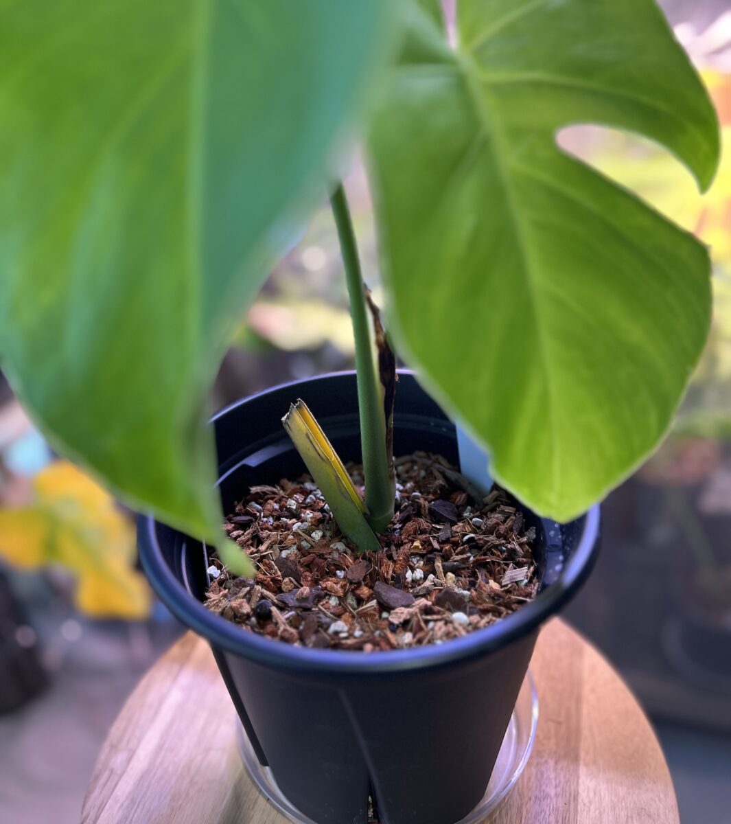 モンステラ・タカナエンシス 'パナマフォーム'