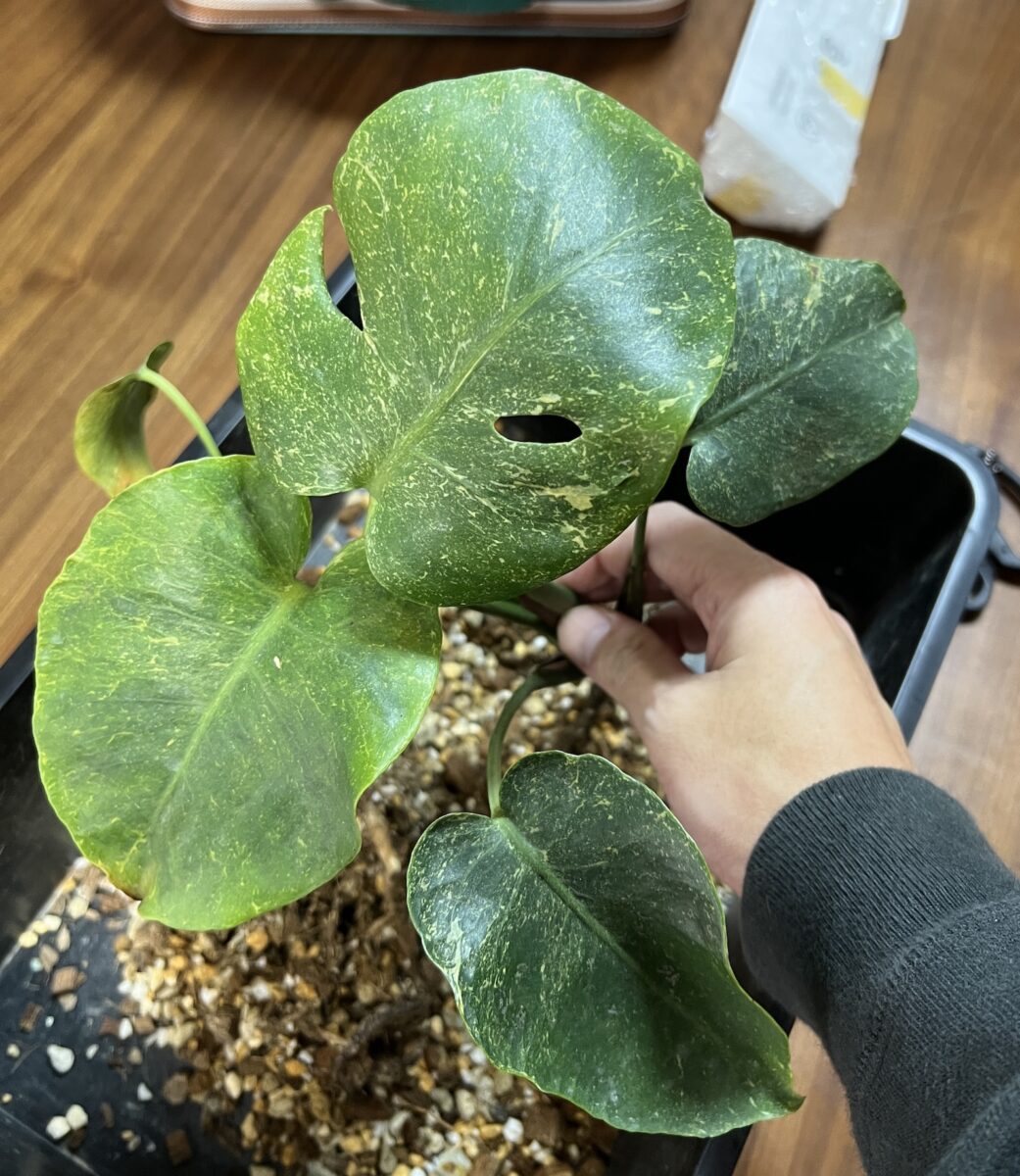 モンステラ・デリシオーサ NoID(変異 散り斑) 