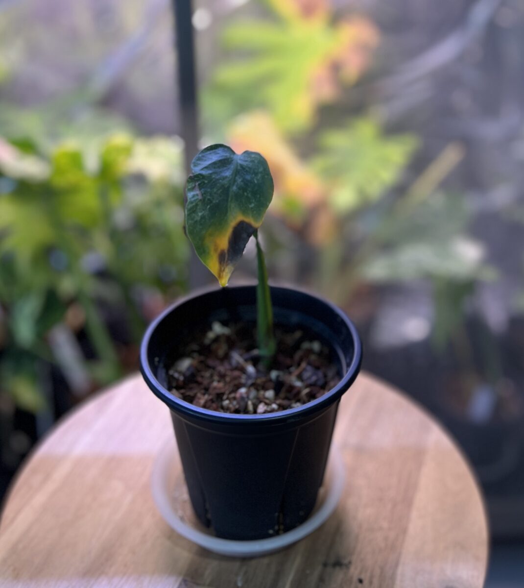 モンステラ・デリシオーサ NoID(変異 散り斑) 