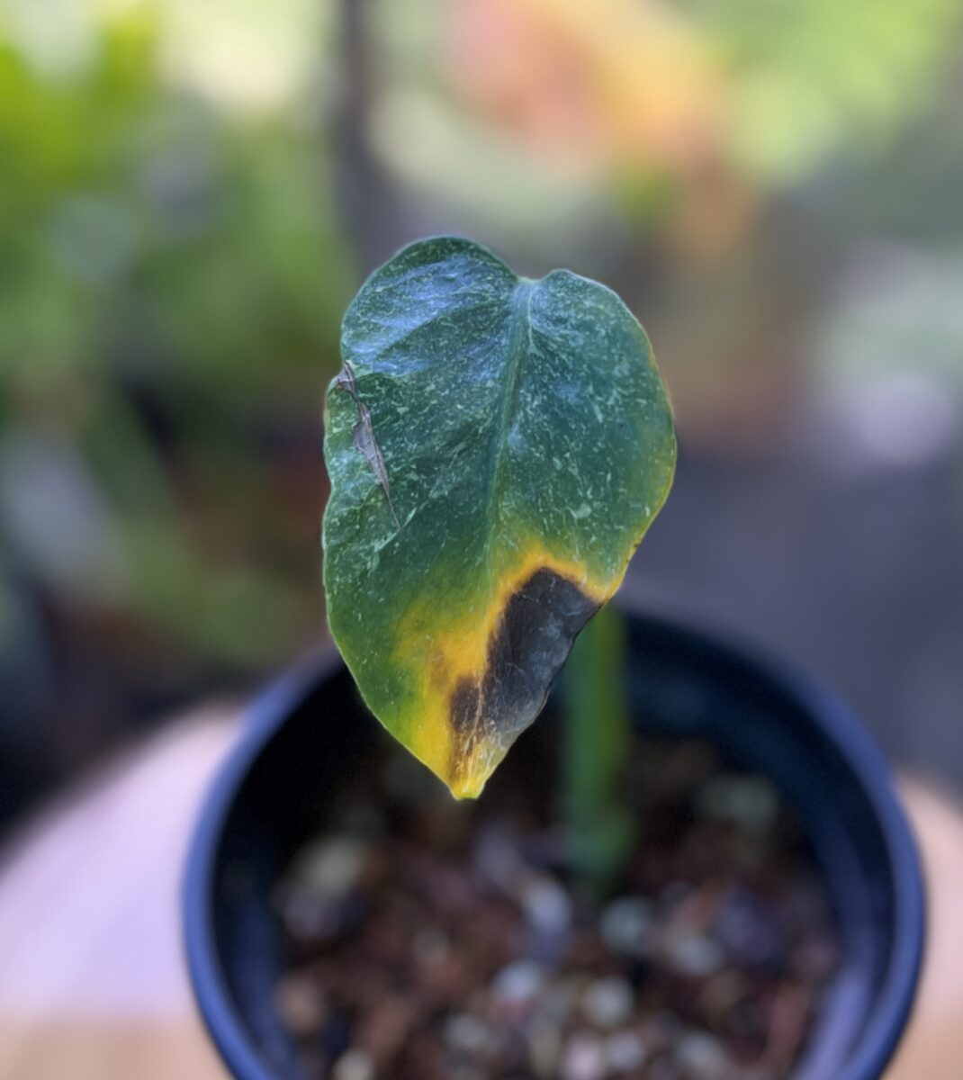 モンステラ・デリシオーサ NoID(変異 散り斑) 