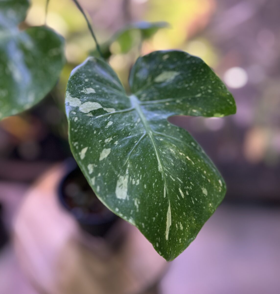 モンステラ・デリシオーサ 'タイコンステレーション'(変異 肉厚変形)