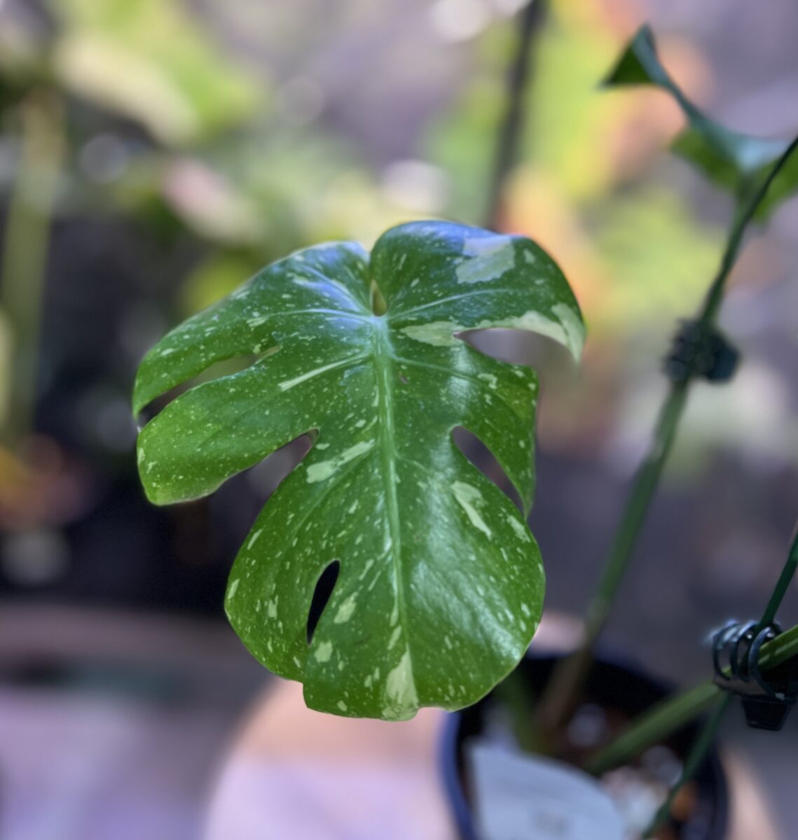 モンステラ・デリシオーサ 'タイコンステレーション'(変異 肉厚変形)