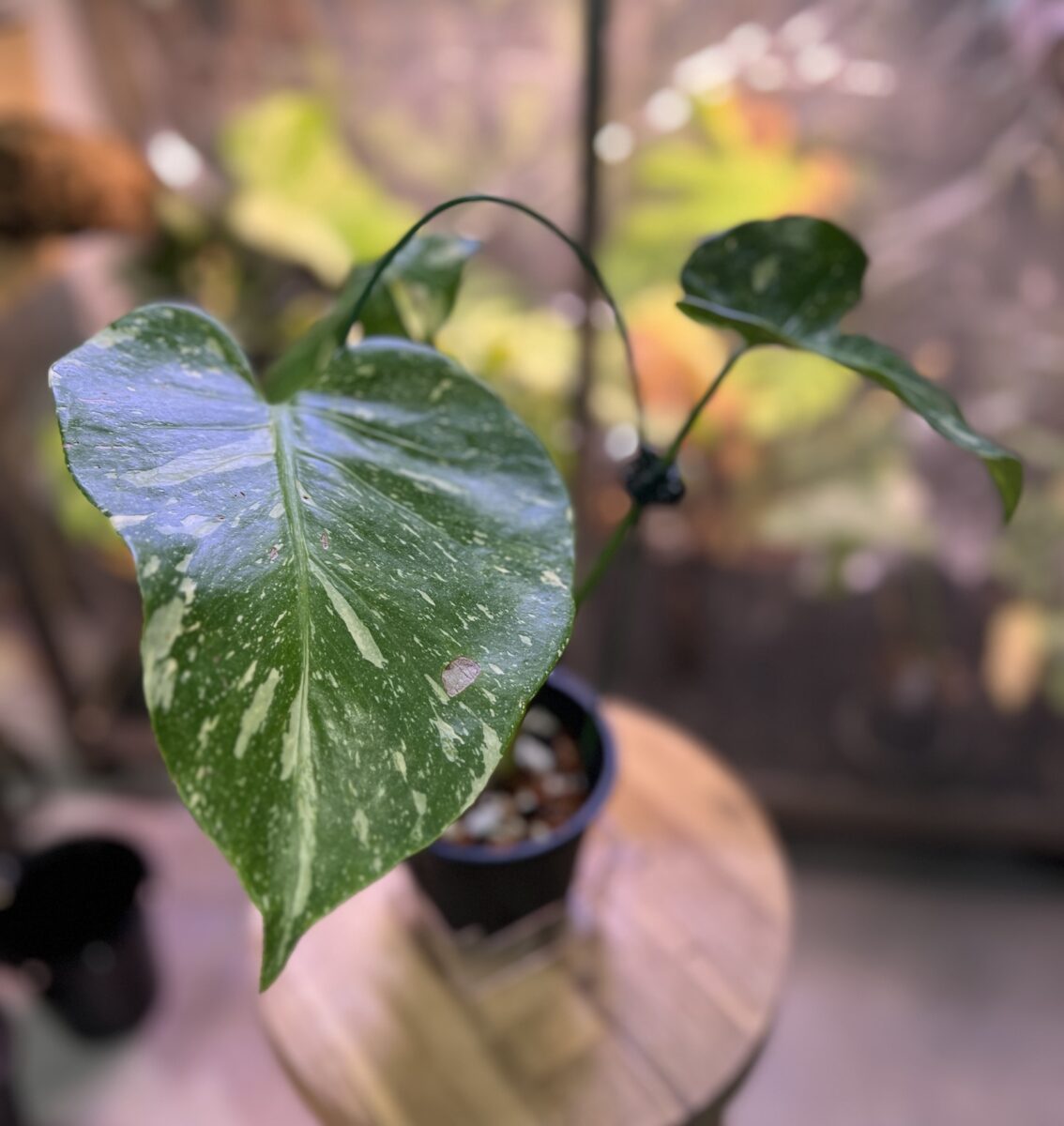 モンステラ・デリシオーサ 'タイコンステレーション'(変異 肉厚変形)