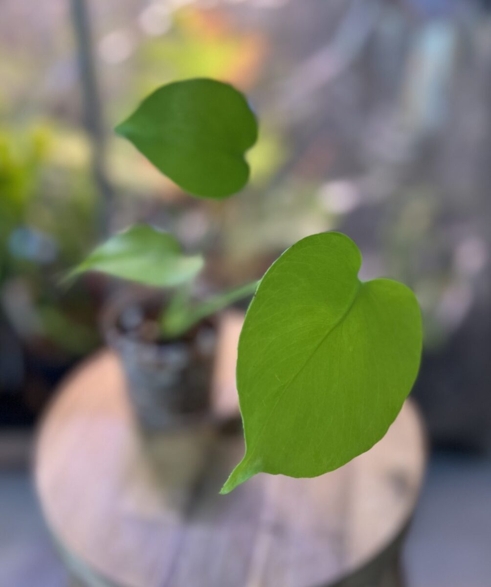 モンステラ・デリシオーサ 'バナナ'