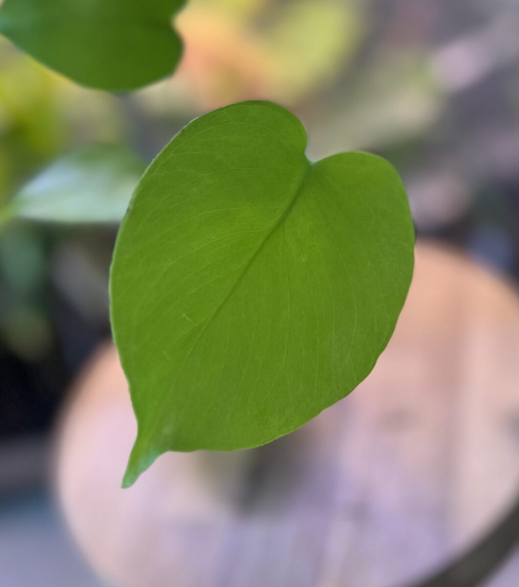 モンステラ・デリシオーサ 'バナナ'