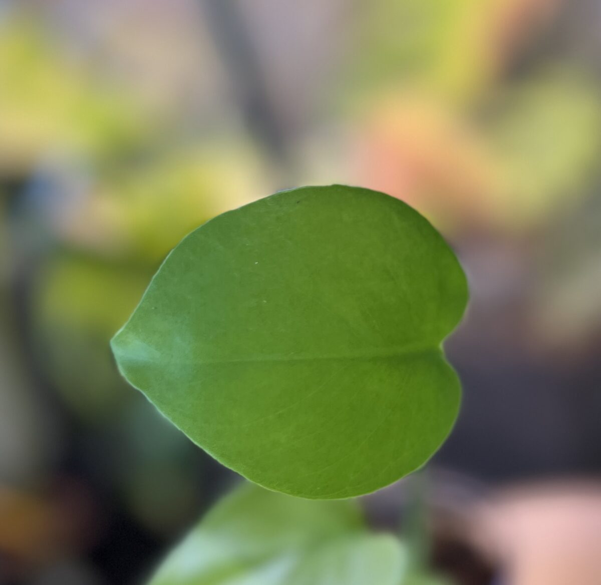 モンステラ・デリシオーサ 'バナナ'