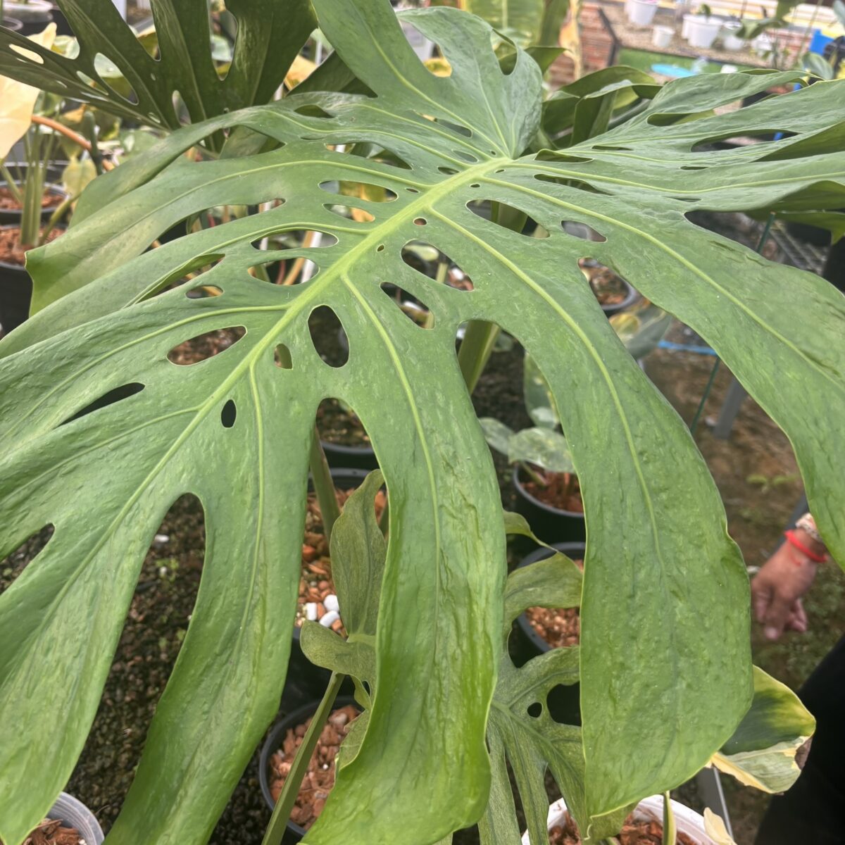 モンステラ・デリシオーサ '蝦蟇(ガマ/Gama)'