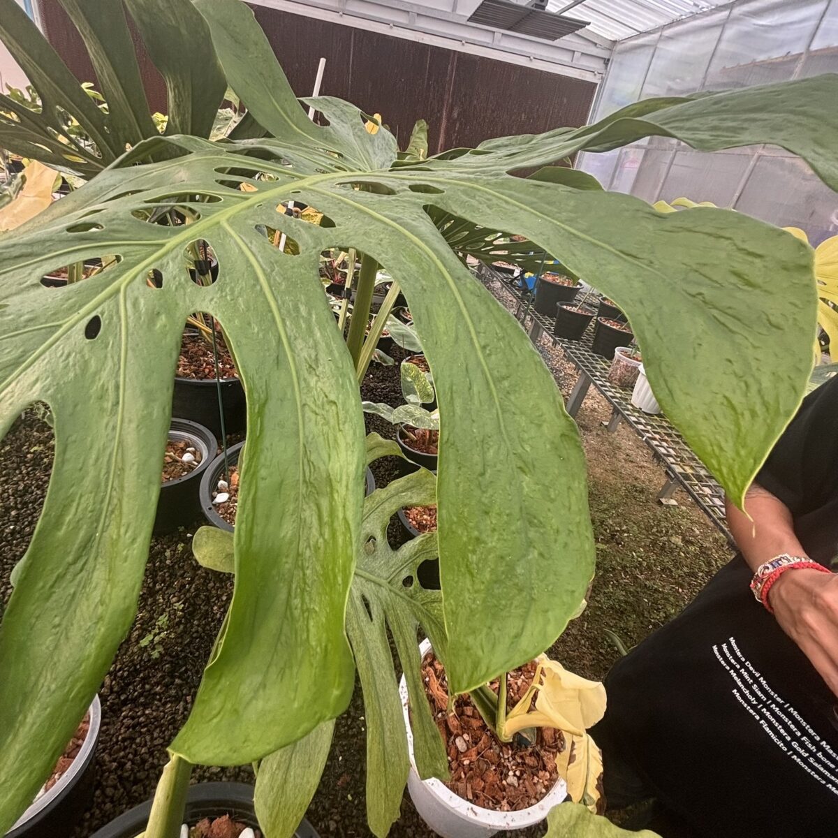 モンステラ・デリシオーサ '蝦蟇(ガマ/Gama)'