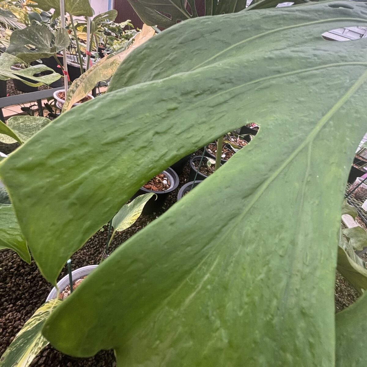 モンステラ・デリシオーサ '蝦蟇(ガマ/Gama)'