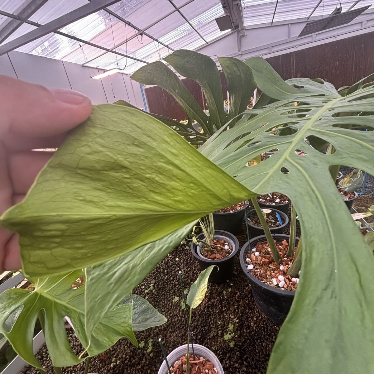 モンステラ・デリシオーサ '蝦蟇(ガマ/Gama)'