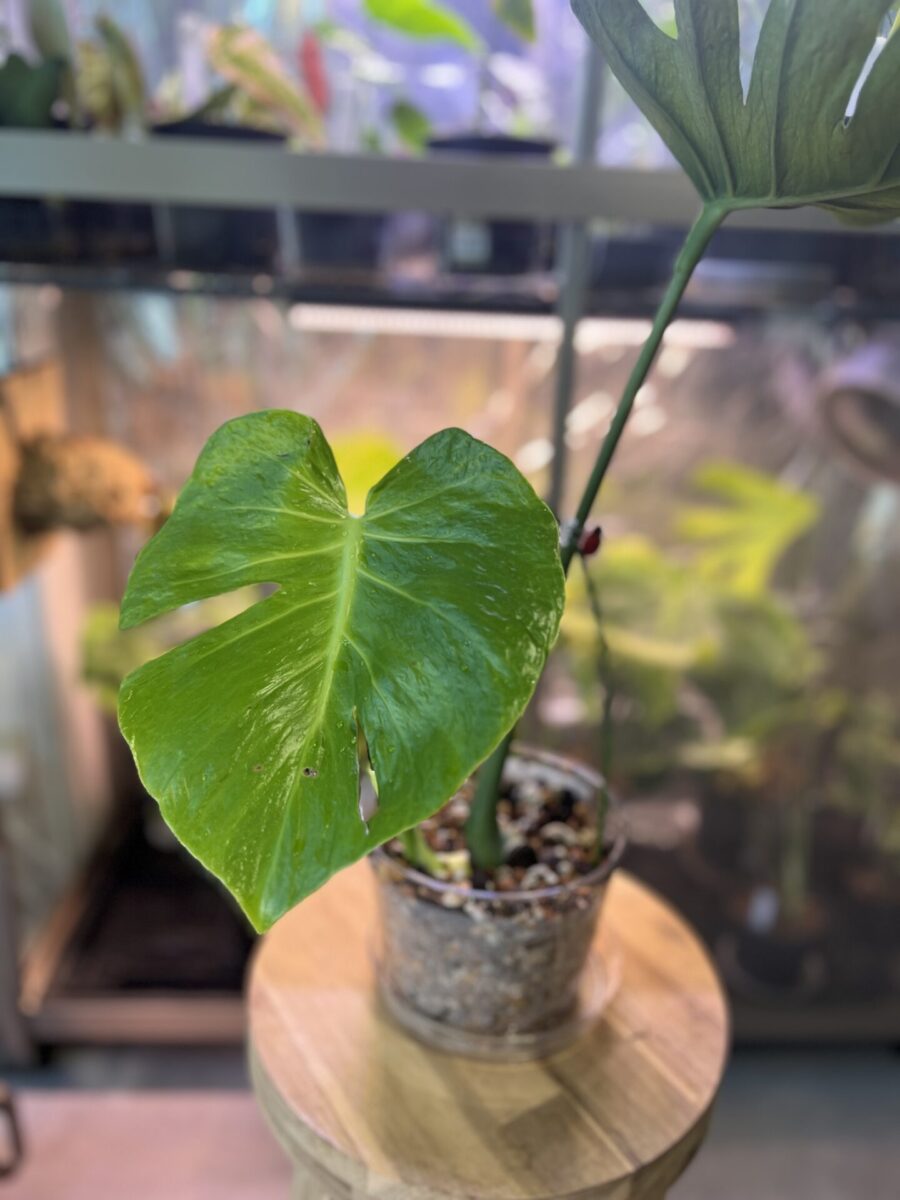 モンステラ・デリシオーサ '蝦蟇(ガマ/Gama)'