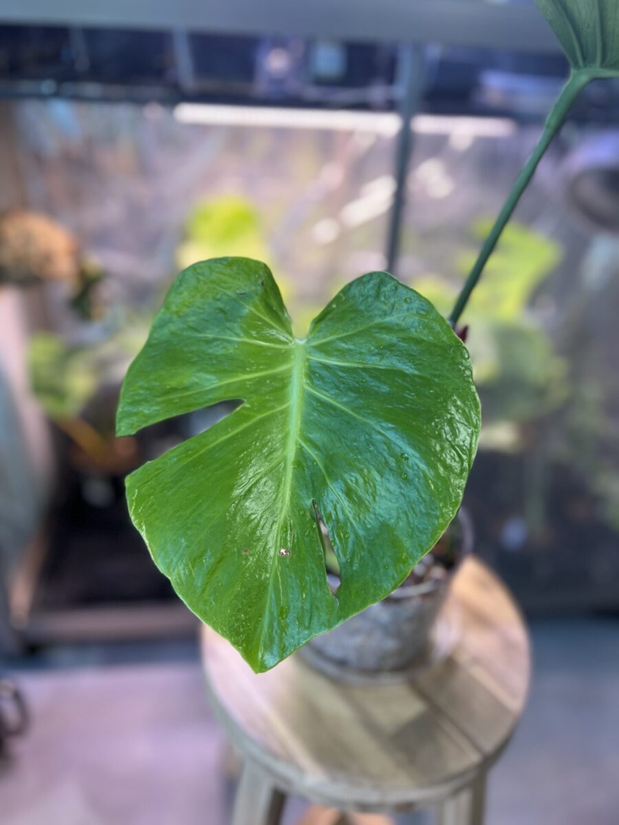 モンステラ・デリシオーサ '蝦蟇(ガマ/Gama)'