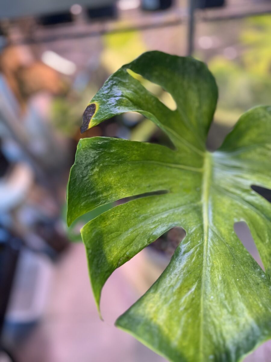 モンステラ・デリシオーサ '蝦蟇(ガマ/Gama)'