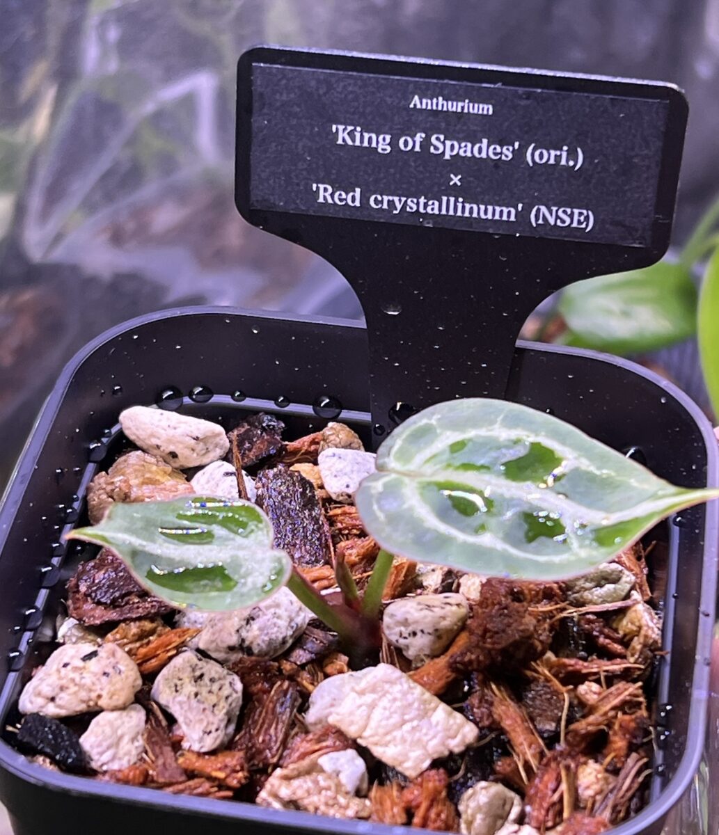 アンスリウム 'King of Spades'(ori.) x 'Red crystallinum'(NSE)