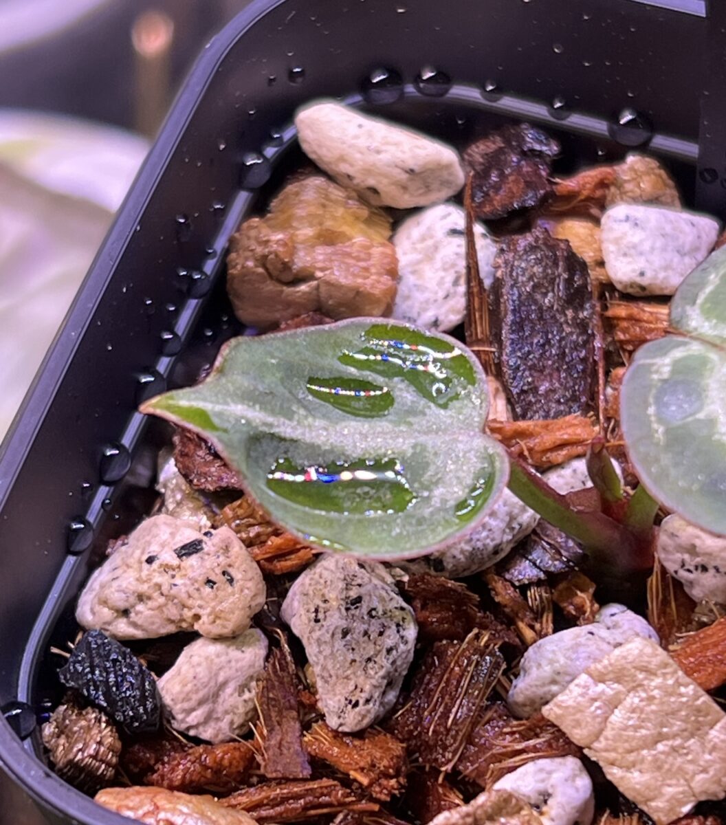 アンスリウム 'King of Spades'(ori.) x 'Red crystallinum'(NSE) 