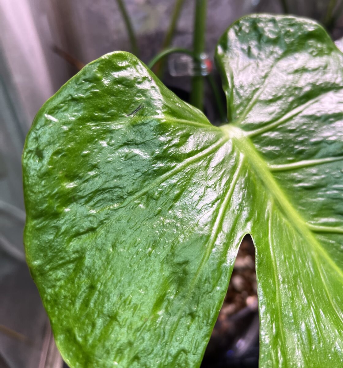 モンステラ・デリシオーサ '蝦蟇(ガマ/Gama)'