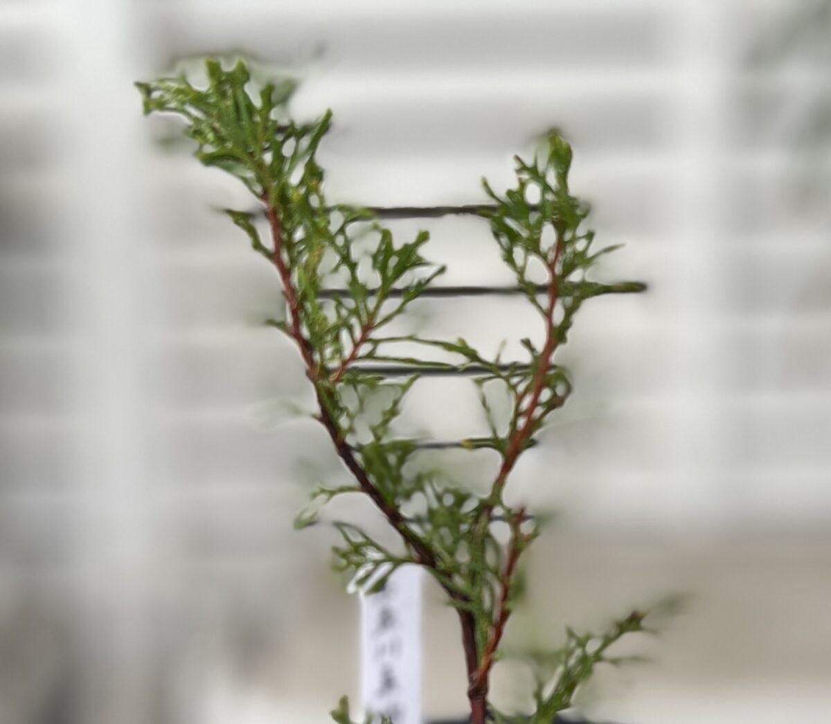 盆栽 真柏(しんぱく / ミヤマビャクシン) 成長記録・育て方