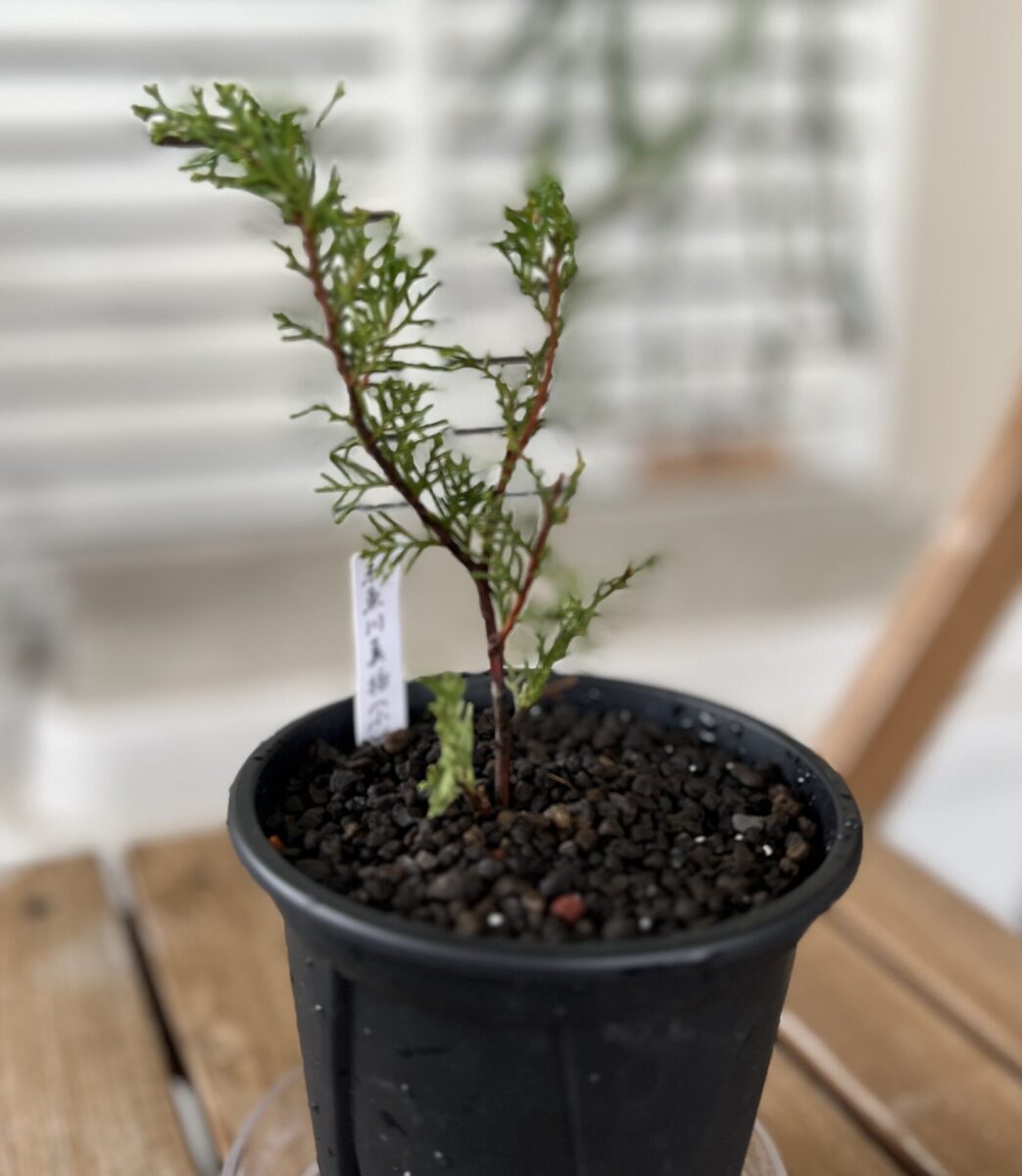 盆栽 真柏(しんぱく / ミヤマビャクシン) 成長記録・育て方