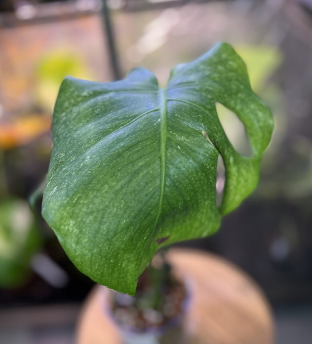 モンステラ・デリシオーサ '実生フルミント(NoID)'