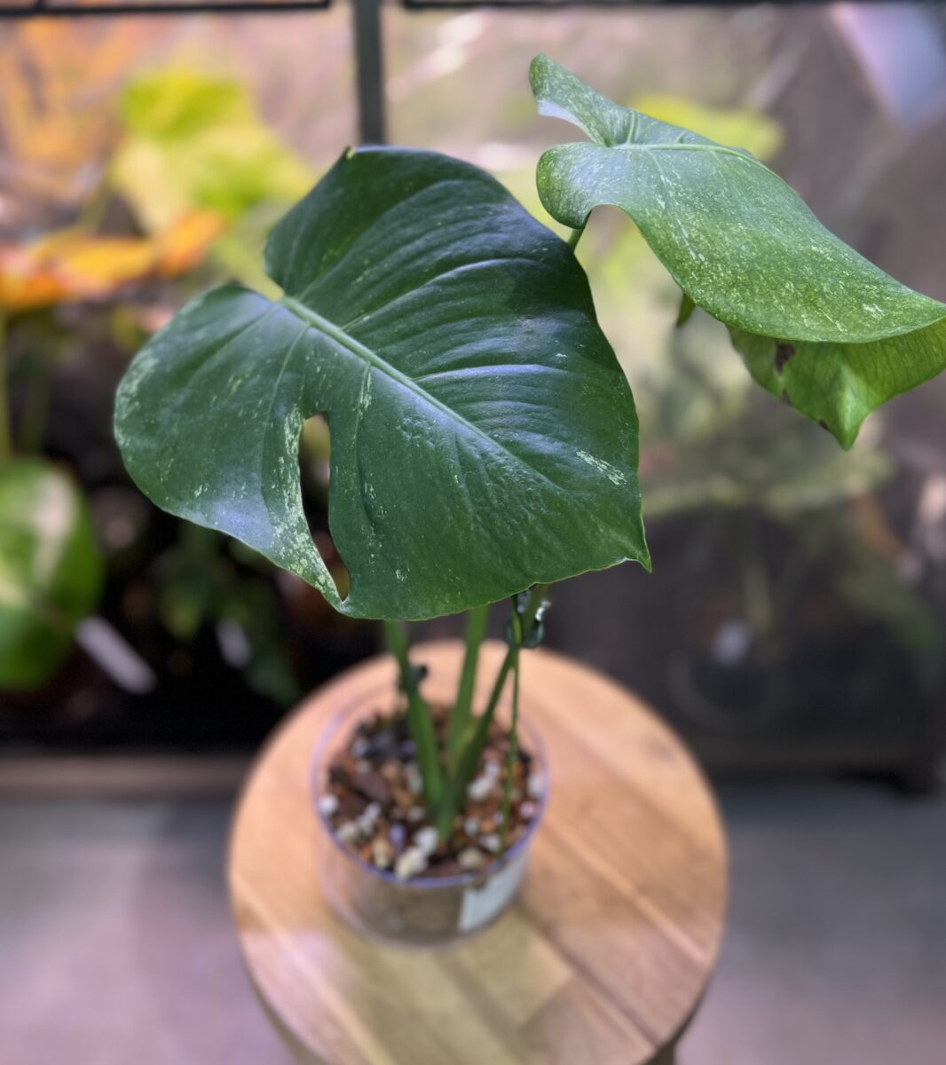 モンステラ・デリシオーサ '実生フルミント(NoID)'