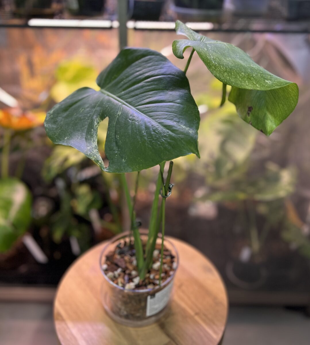 モンステラ・デリシオーサ '実生フルミント(NoID)'