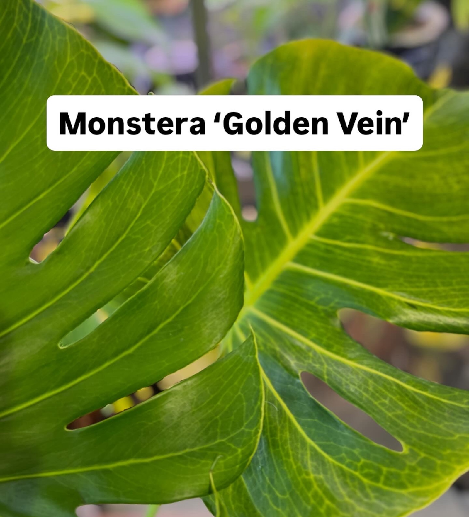 モンステラ・デリシオーサ 'ゴールデンベイン'(Monstera deliciosa