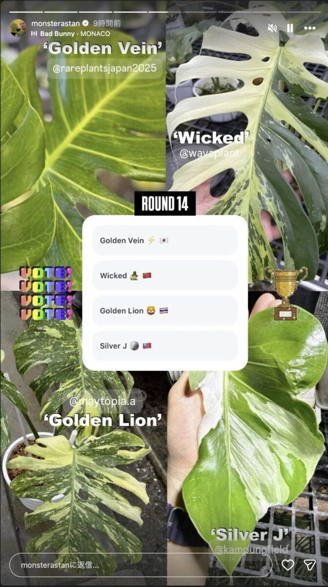 モンステラ・デリシオーサ 'ゴールデンベイン'
