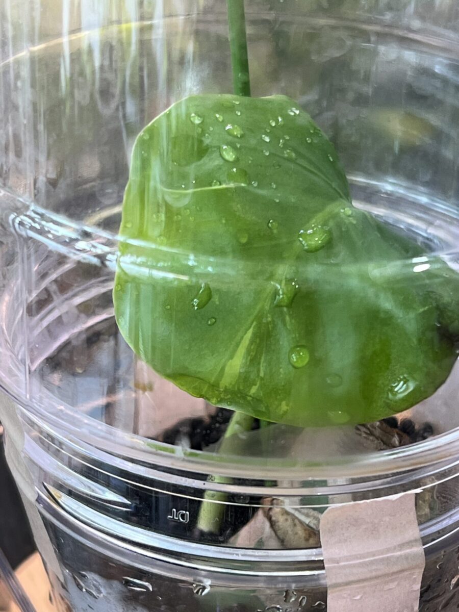 モンステラ・デリシオーサ 'マクロコズム 斑入り (var.)'