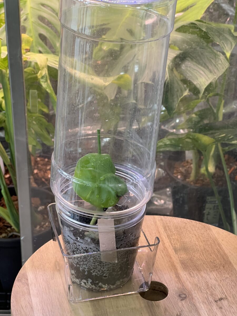 モンステラ・デリシオーサ 'マクロコズム 斑入り (var.)'