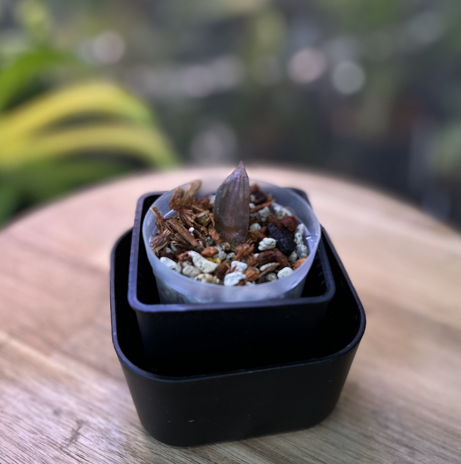 ハオルチア 'ナイルの一滴'