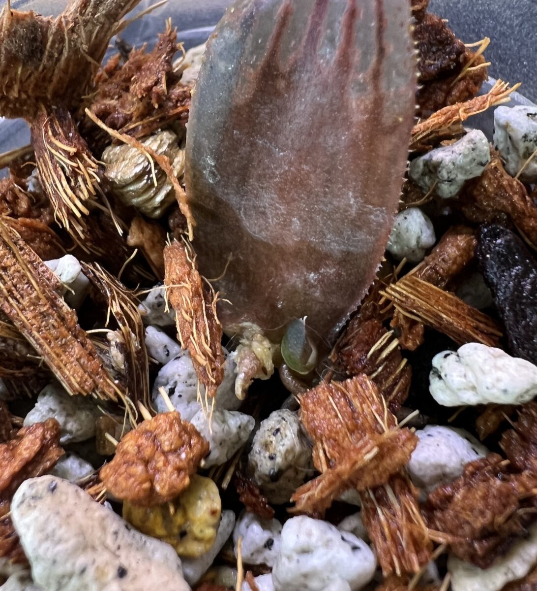 ハオルチア 'ナイルの一滴'