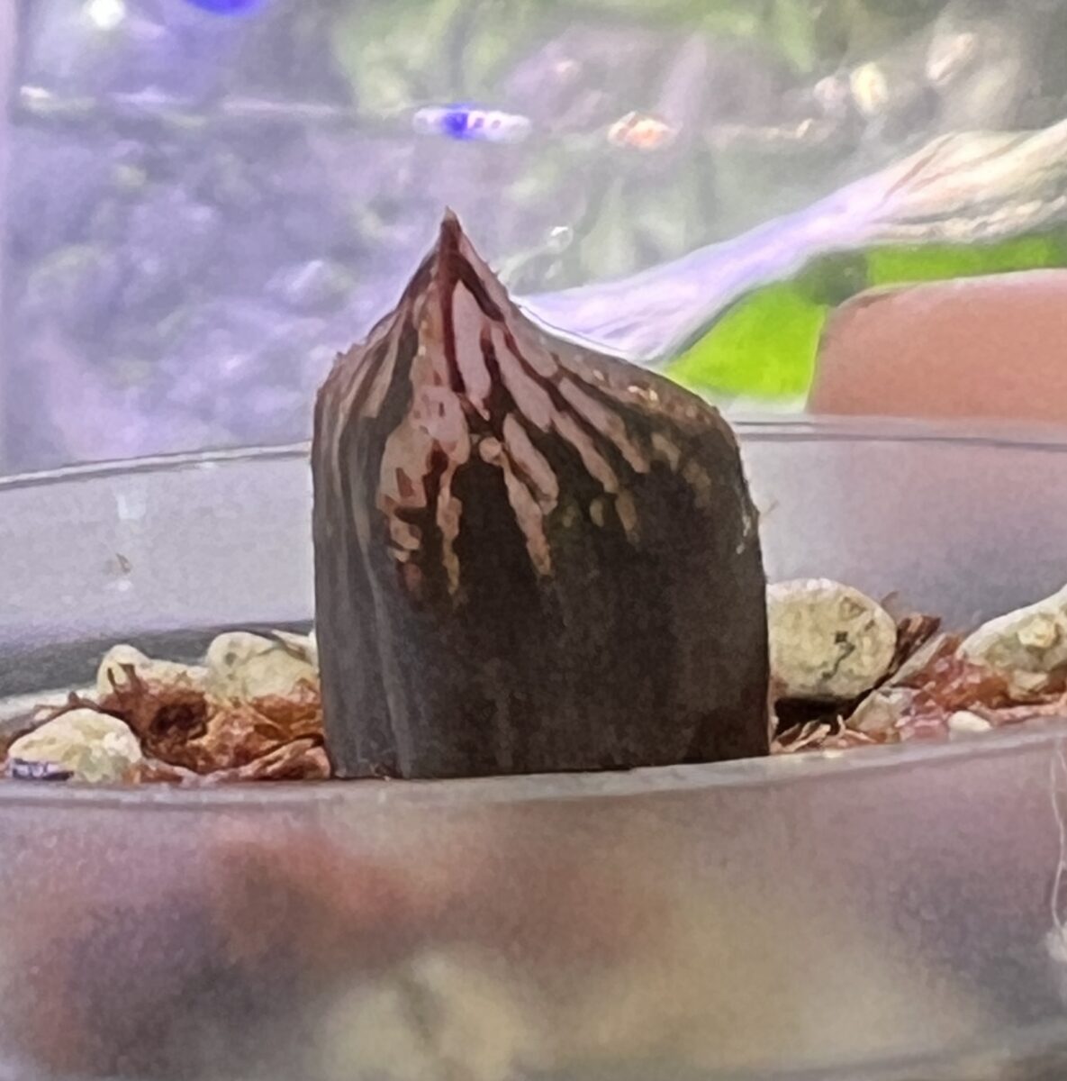 ハオルチア 'ナイルの一滴'