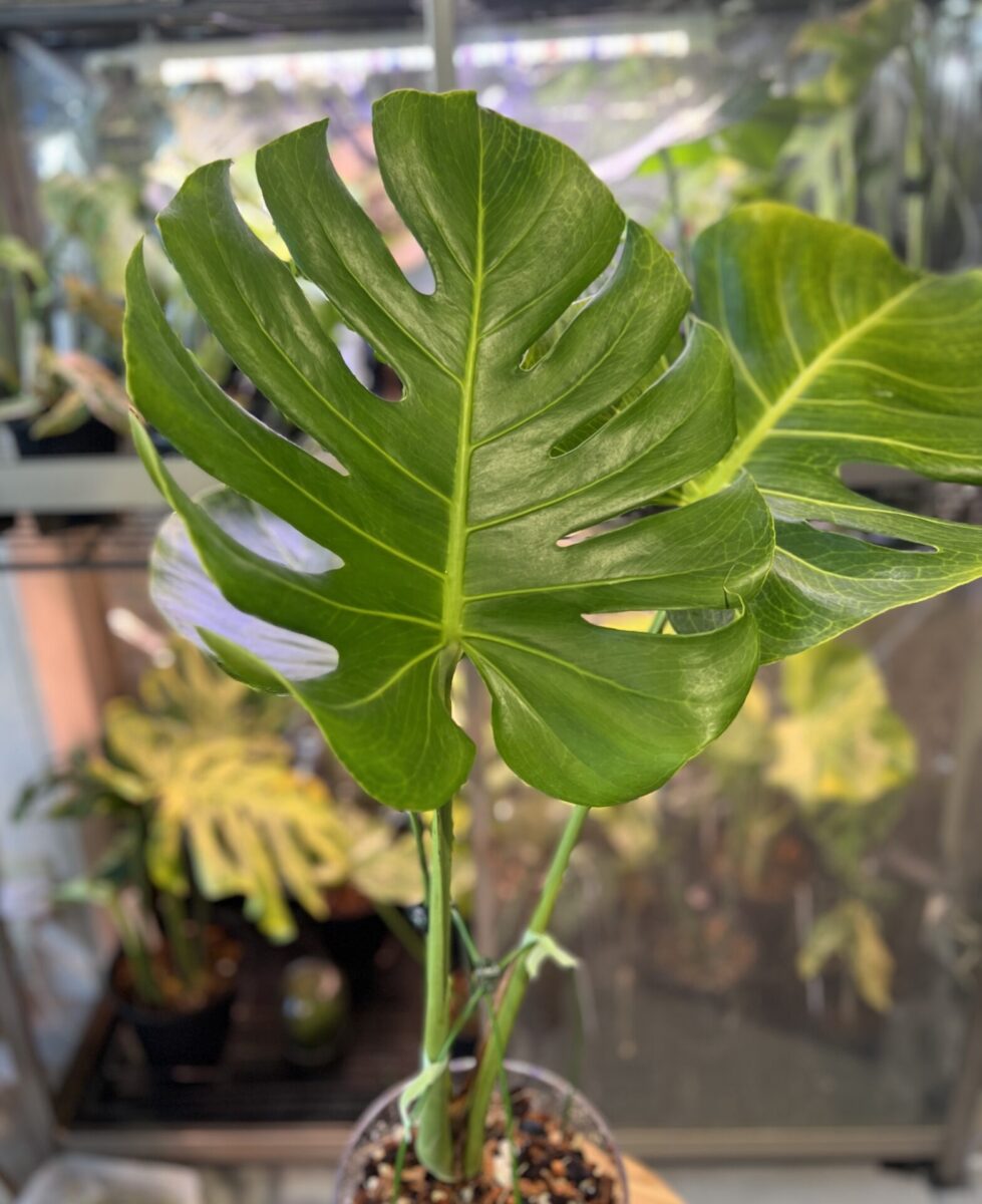 モンステラ・デリシオーサ 'ゴールデンベイン'