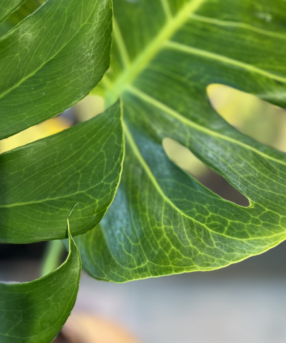 モンステラ・デリシオーサ 'ゴールデンベイン'