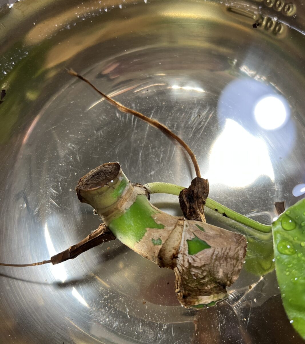 モンステラ・デリシオーサ 'マクロコズム 斑入り (var.)'